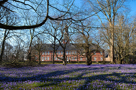德国石勒苏益格荷尔斯泰因州Husum城堡公园的克罗克斯花朵季节风景公园植物花园植物群草地乡村紫色生长图片