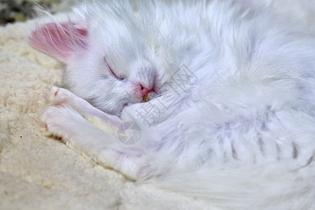 白猫睡紧闭女孩友谊微笑爪子幼兽女性乐趣哺乳动物婴儿宠物图片