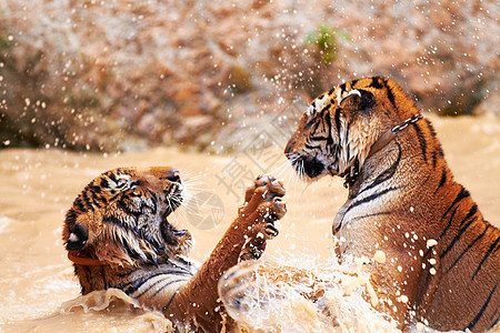 老虎水口 老虎在水里玩得很开心图片