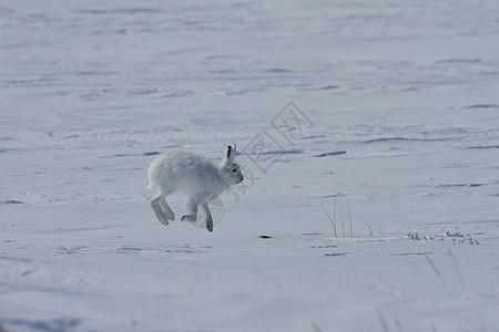 北极野兔 莱普斯北极圈 在加拿大北极苔原的雪上游荡动物北极熊天兔哺乳动物动物群野生动物耳朵兔子日光生态图片
