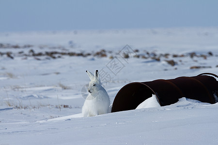 北极野兔莱普斯北极圈 坐在一个旧燃料桶附近的雪上图片