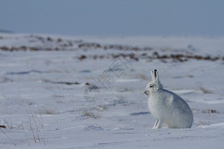 北极野兔莱普斯北极圈 坐在雪上脱下冬大衣生态日光哺乳动物动物天兔外套苔原野兔北极熊动物群图片