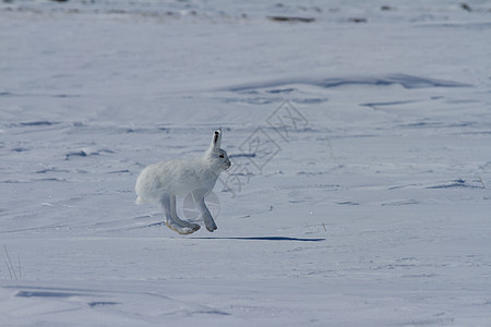 北极野兔 莱普斯北极圈 在加拿大北极苔原的雪上游荡动物群生态苔原动物外套野生动物天兔兔子日光北极熊图片