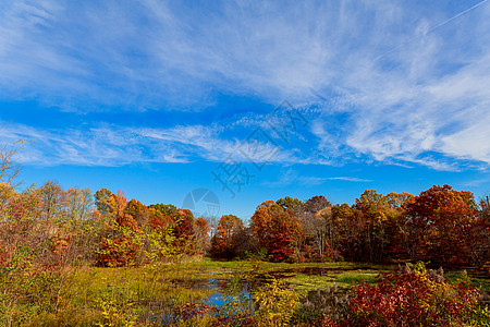 秋天风景 黄树 蓝天空和湖 秋季自然风化图片