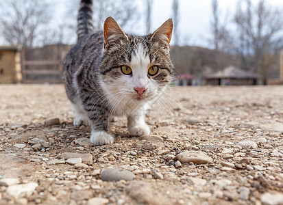 乡下一条漂亮的条纹街猫 猫坐着爪子虎斑荒野宠物猫咪大花猫动物街道城市眼睛图片