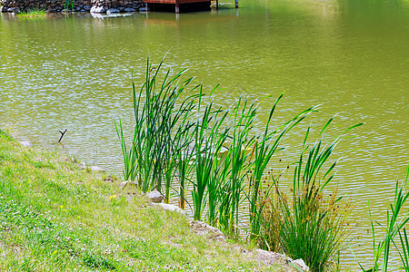 湖岸的Reed鱼 有选择性的重点支撑蓝色荒野国家天空森林水库假期反射边缘图片