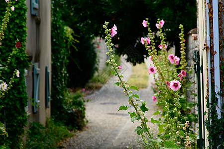 和霍利霍克的小小巷鹅卵石假期粉色木槿目的地铺路胡同街道建筑村庄图片