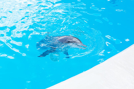 海豚在泳池游泳 表演图片