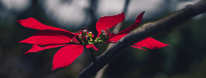 NANNER 黑暗的夜晚日落 真实的自然生活 美貌照片背景 宏观特写树枝 用单光亮的红色对比花朵长出丝带 Floral幻想神秘泉图片