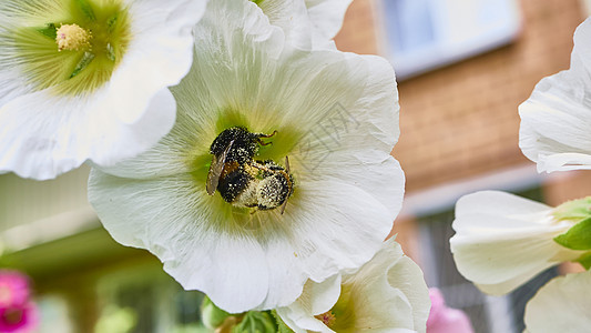 大黄蜂在花朵中收集花粉 贴近颜色翅膀花蜜荒野团体蜜蜂植物紫色动物花园蓝色图片