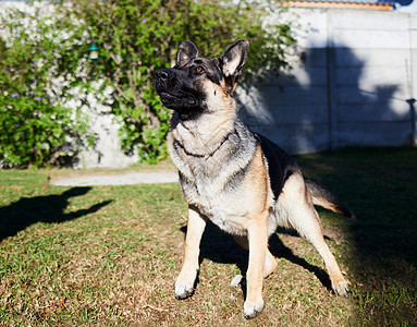 警惕是德国牧羊犬最好的品质 一只可爱的德国牧羊犬在家里一天在外面玩耍的全长镜头图片