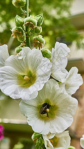 大黄蜂在花朵中收集花粉 贴近颜色蜜蜂衬套花园花蜜团体紫色叶子草地植物漏洞图片