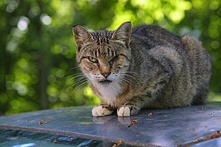 这只猫躺在房子院子里的一辆汽车的引擎盖上风景法庭眼睛街道公园姿势生活宠物蓝色耳朵图片