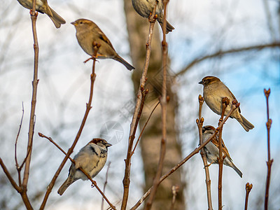 棕色的麻雀在树枝上游荡 鸟类在树厚处 野生和自由自然 摄影动物主义 艺术模糊不清空气翅膀季节动物花园衬套羽毛分支机构植被烹饪图片