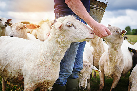 人工喂养的羊是快乐的羊 一名男性农民在农场喂养一群绵羊的镜头图片