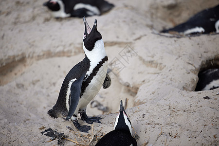 嘿 伙计们 听着 企鹅在南非开普敦的博尔德海滩的一个岩石上坠落图片
