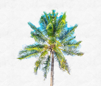白色背景的棕榈树水彩画插图棕榈数字椰子艺术海滩绘画手绘艺术品植物绿色背景图片