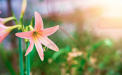 花园中的橙花或Amaryllis 含照明弹背景模糊图片