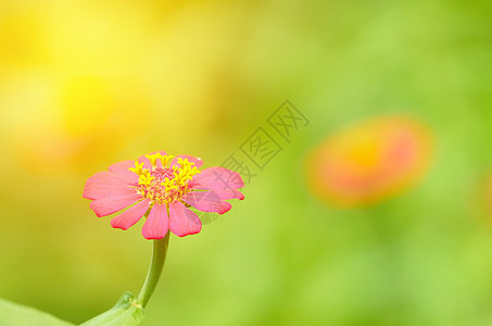粉红花瓣花 含花粉的花粉以模糊背景为底色图片
