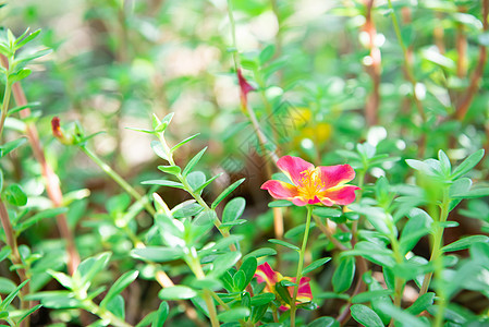 花园中的花红色或红色情调植物学植物异国香水热带公园美丽生长叶子图片