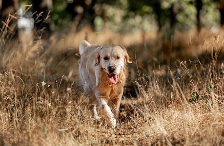 秋天公园的金猎犬草地黄色乐趣公园宠物犬类朋友木头太阳哺乳动物图片