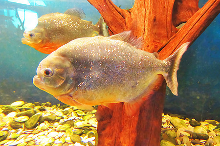 红腹食人鱼淡水鱼 科 地区 南美洲 特写水下的红色食人鱼 热带河流中的红食人鱼河岸攻击生活游泳捕食者异国荒野动物潜水动物群大腹图片