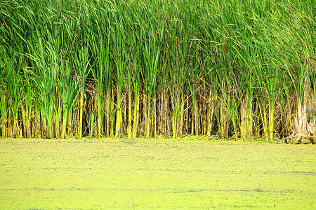 湖的绿色和黄色背景 行和芦苇在背景中 夏天河上的背景植被呈绿色 水面上的野生动物和水生生物图片