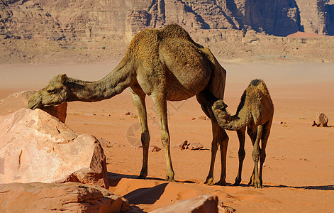 约旦Wadi Rum沙漠的骆驼野生动物天空娱乐晴天单峰荒野蓝天假期自然运输图片