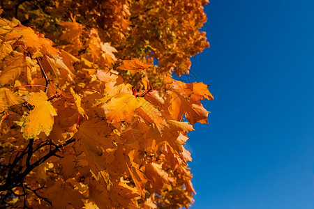 在阳光明媚的秋日 公园里长着红色秋叶的美丽大枫树 枫叶黄叶 复制空间季节花园橙子叶子树叶天气分支机构晴天植物森林图片