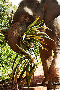 泰国辛勤工作的大象 一只亚洲大象背着叶子的副景象图片