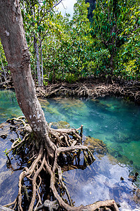 热带树根或沼泽林和水流中的Tha Pom红树林 泰国衬套气候水平树干运河部分环境沼泽米府旅行图片