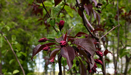 品种的开花苹果树的红芽 4 月 5 月苹果开花情感红色墙纸花朵季节礼物装潢园艺香气植物学图片