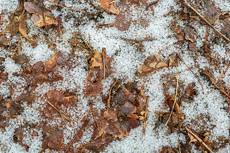 地上积雪和棕色叶子图片