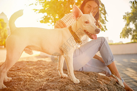 狗育种正在绿公园和主人玩耍 夏季或秋天开始 自然 宠物护理和培训概念衣领晴天训练皮带乐趣动物幸福猎犬小狗时间图片