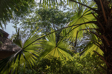 清晨阳光下绿糖棕榈叶的美丽背景 笑声情调环境绿色植物晴天阴影生长生态生活风景热带图片
