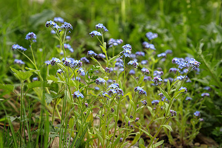 花园中美丽的蓝色花朵 自然背景图片