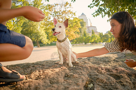 狗育种正在绿公园和主人玩耍 夏季或秋天开始 自然 宠物护理和培训概念尾巴游戏牧师小狗女性时间幸福猎犬女士衣服图片
