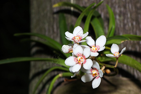 棕榈树上的白花小兰花(Vanda sp )图片