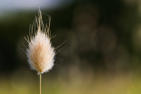 兔子尾草花头图片