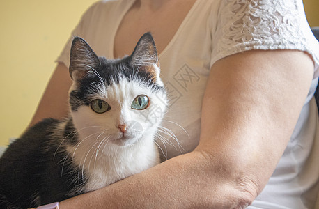 插画猫坐在一个成年女人的怀抱里 室内黑白家猫近距离肖像画猫咪按摩老年亲热鼻子女士宠物小猫毛皮长发背景