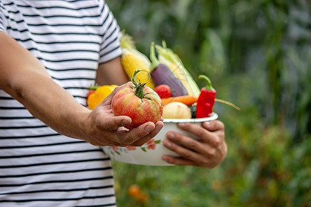 有机蔬菜 农民手和新鲜采摘的蔬菜 番茄食物男人农场收成胡椒营养生产园艺收获农业图片
