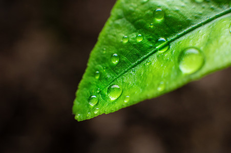 一整滴纯净透明的水 落在一片绿色多汁的草叶上宏观液体雨滴草本植物气泡水滴植物群花园露珠生态图片