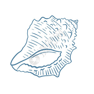 海空壳手绘的海皮雕刻矢量插图图片