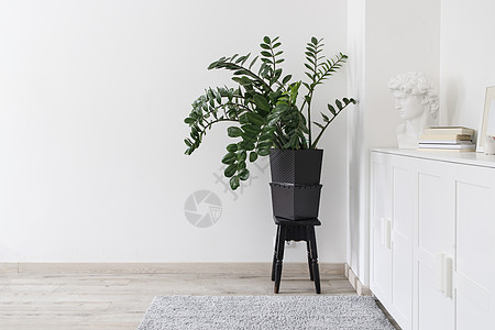 植物在黑色凳子上的陶罐中 桌上花瓶里的菊花 墙上的装饰菱形面板 斯堪的纳维亚风格图片