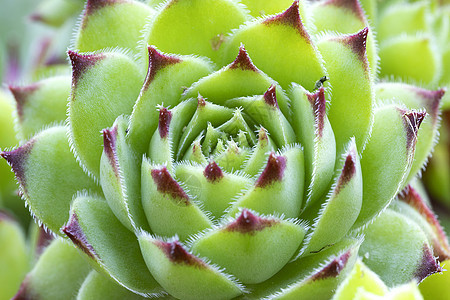 永生植物 关上门外的香花图片