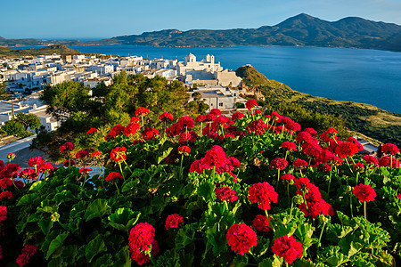 希腊米洛斯岛的希腊Plaka村红花 与希腊普拉卡村一起观光背景旅游村庄胜地游客景点城市植物假期图片