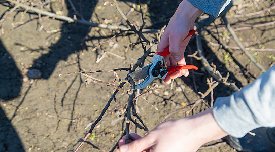 带有修剪剪的切割树枝 有选择的重点植物工具手指树干枝条园艺修枝果园叶子剪刀图片