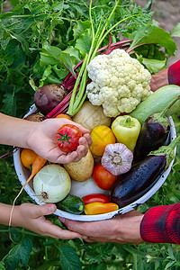 一个男人从明斯克的农场里 手里拿着蔬菜食物市场花园收成盒子篮子采摘园艺水果营养背景图片