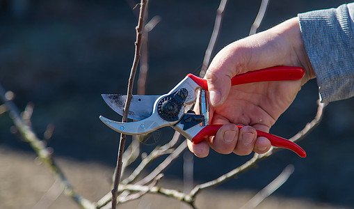 带有修剪剪的切割树枝 有选择的重点刀具园丁爱好剪刀活动枝条修枝工作工具生长图片