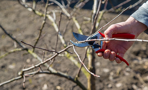 带有修剪剪的切割树枝 有选择的重点爱好生长背景农业修枝果园刀刃工人手指刀具图片